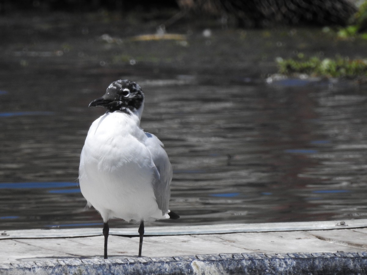 Mouette des Andes - ML643394589