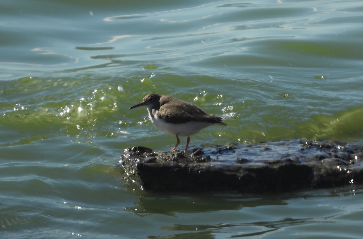 Spotted Sandpiper - ML643394595
