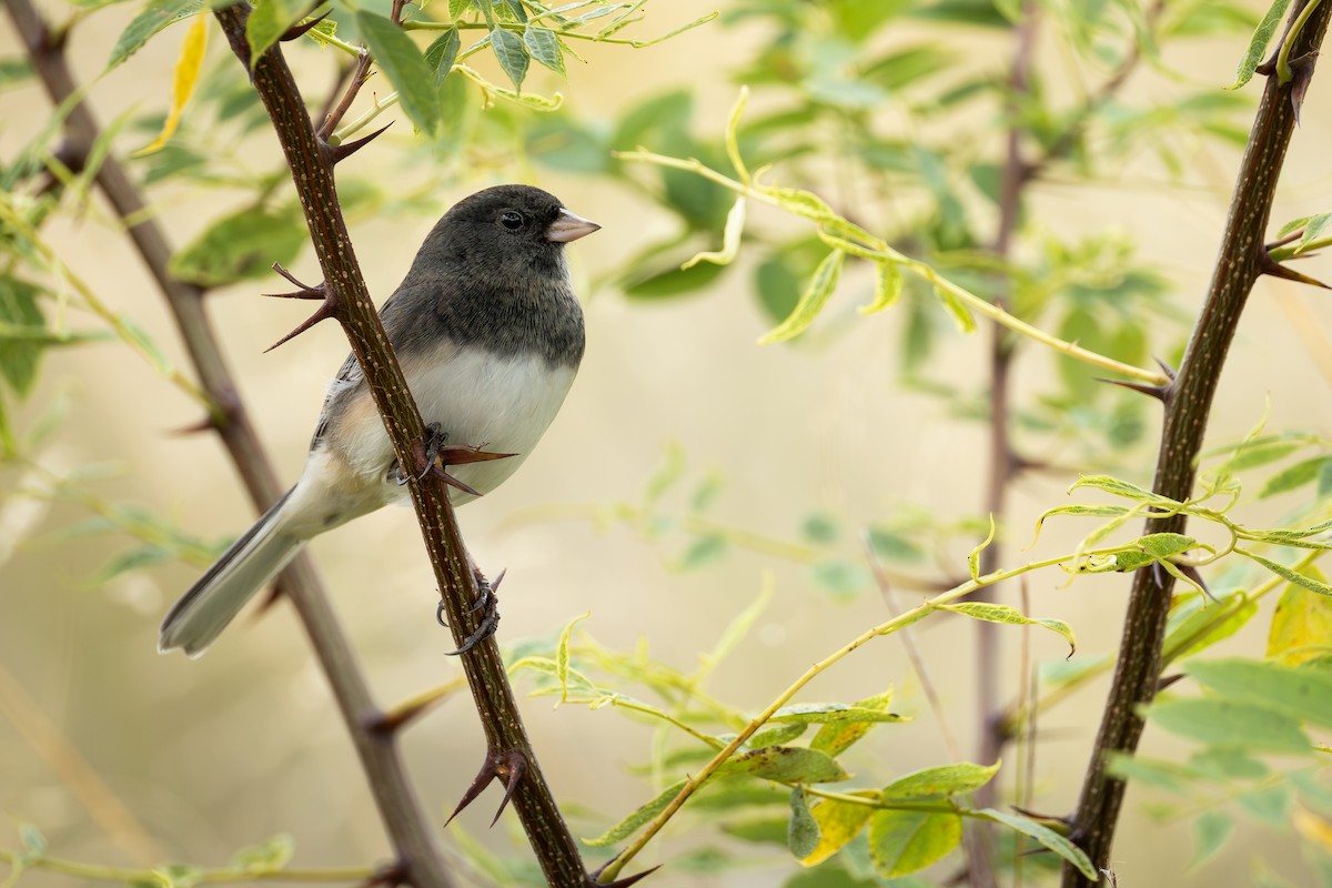 Dark-eyed Junco - ML643394599
