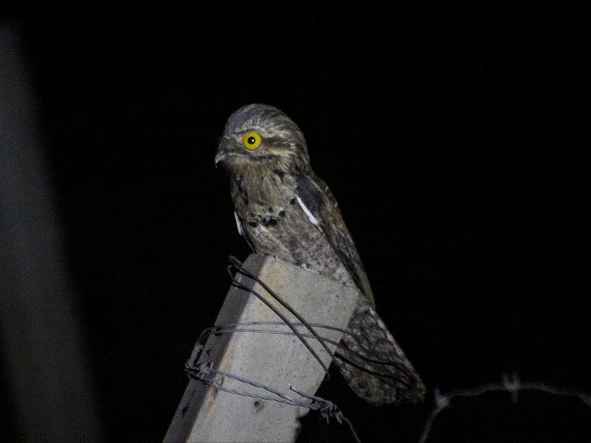 Common Potoo - ML643394607