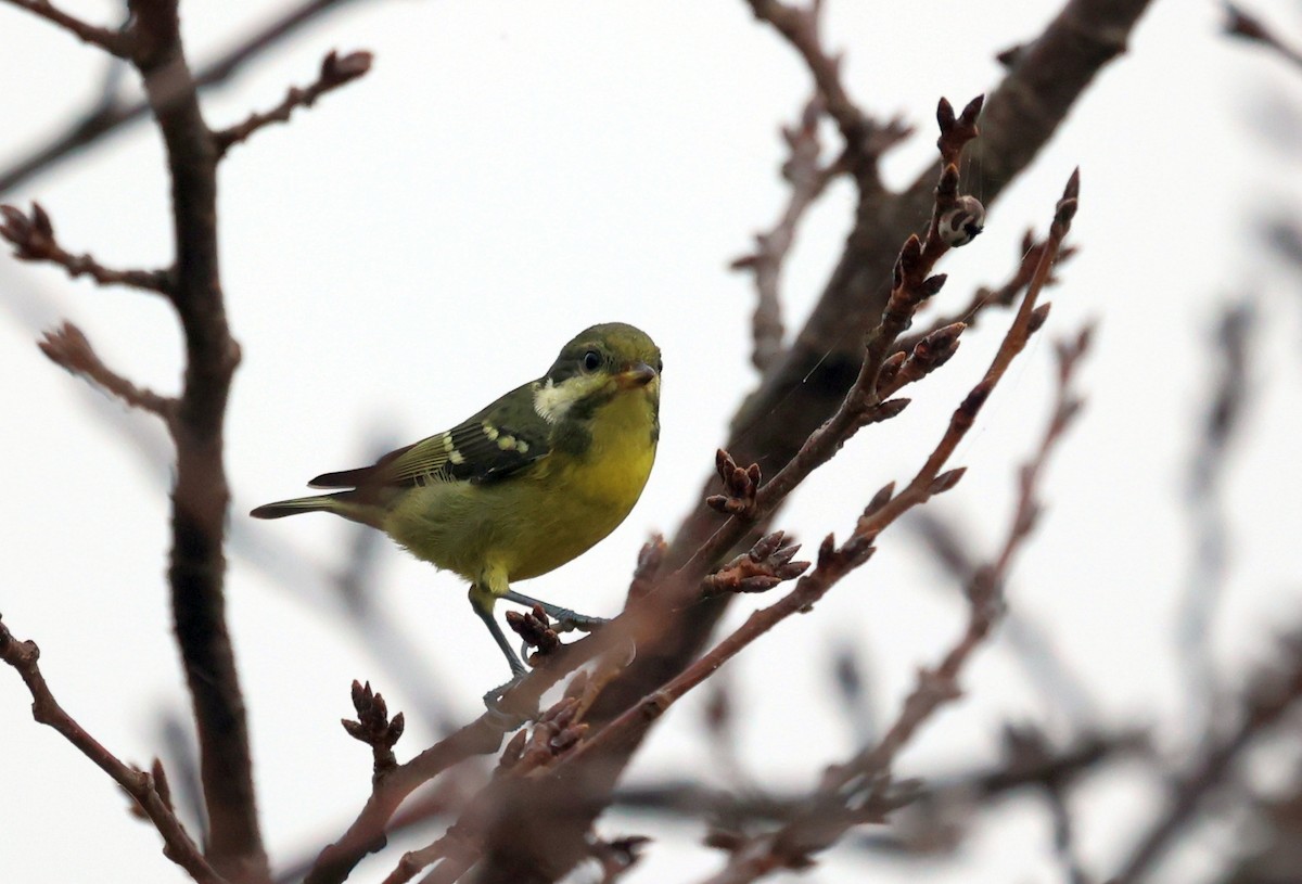 Yellow-bellied Tit - ML643394609