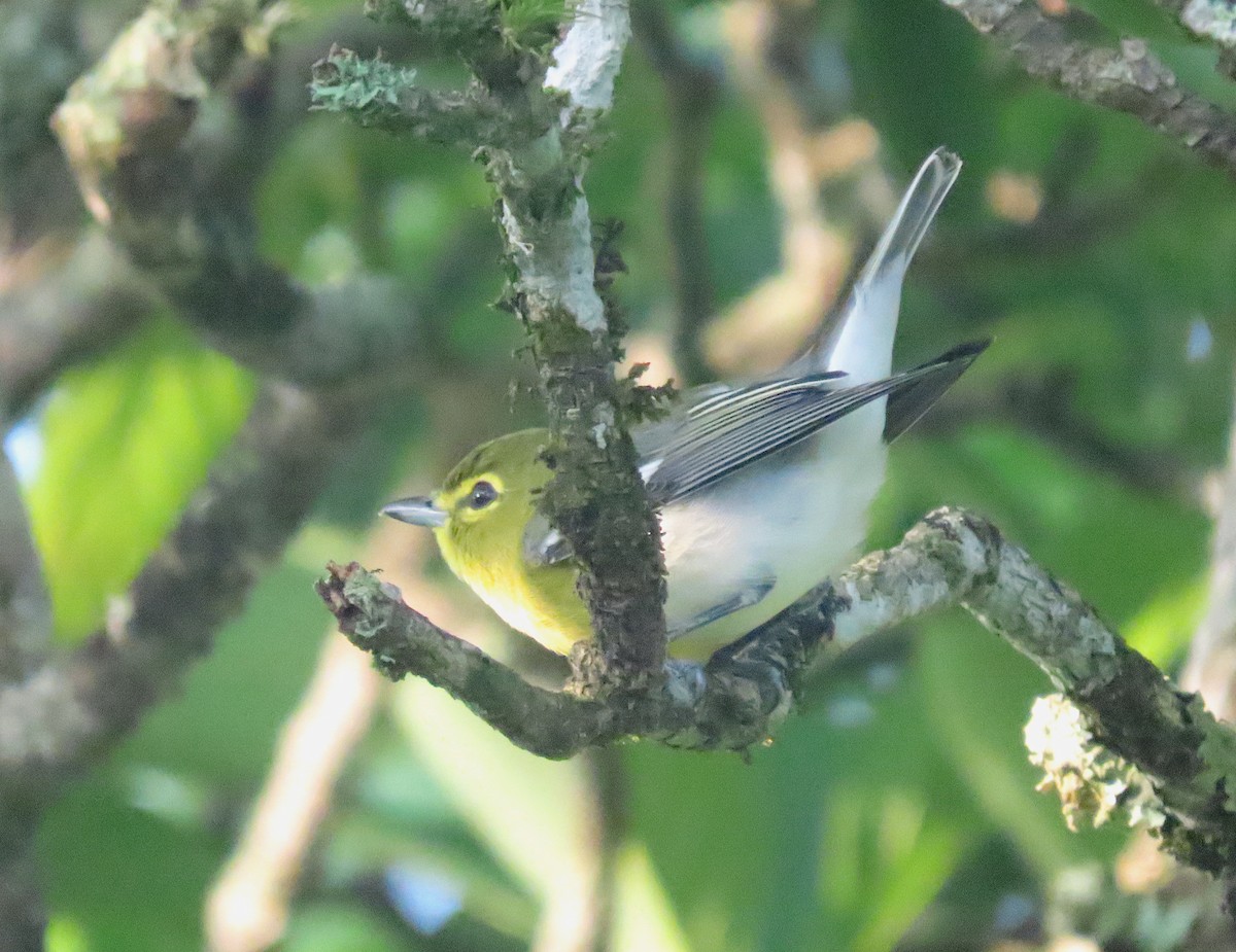 Sarı Gerdanlı Vireo - ML643394616
