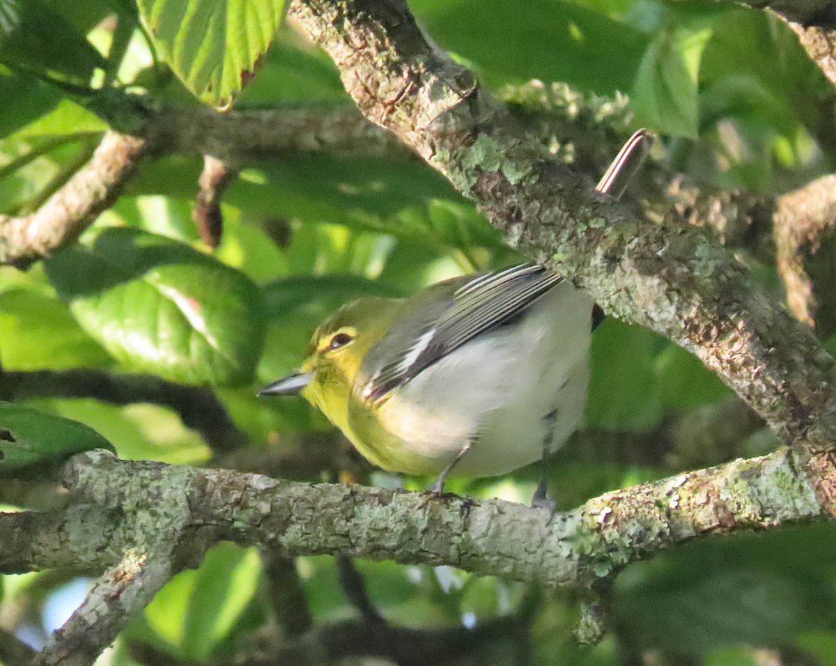 Sarı Gerdanlı Vireo - ML643394618
