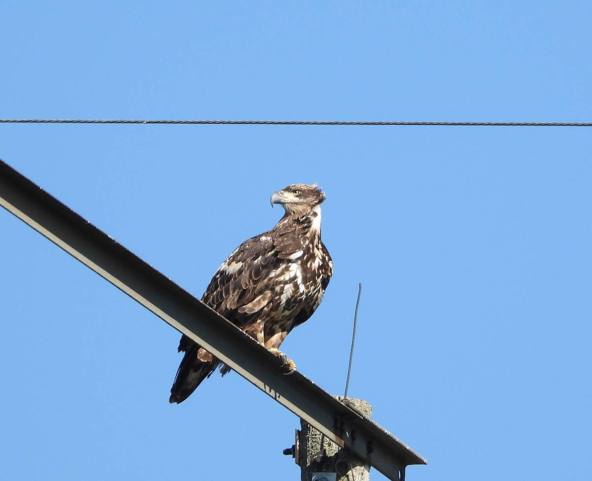 Bald Eagle - ML643394620