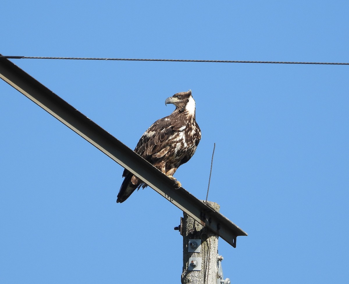 Bald Eagle - ML643394622