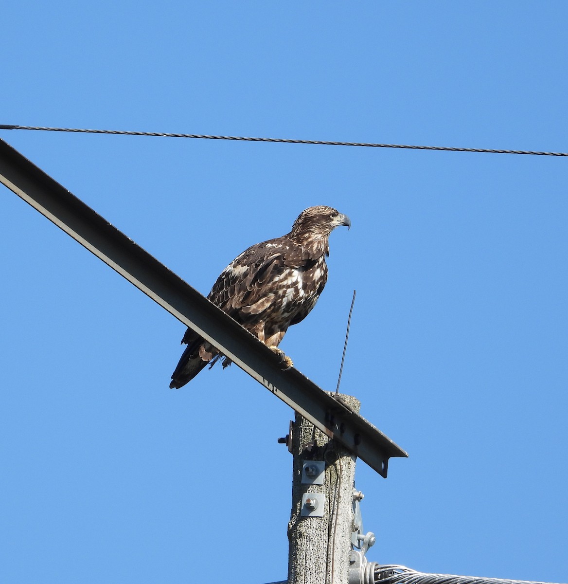 Bald Eagle - ML643394628