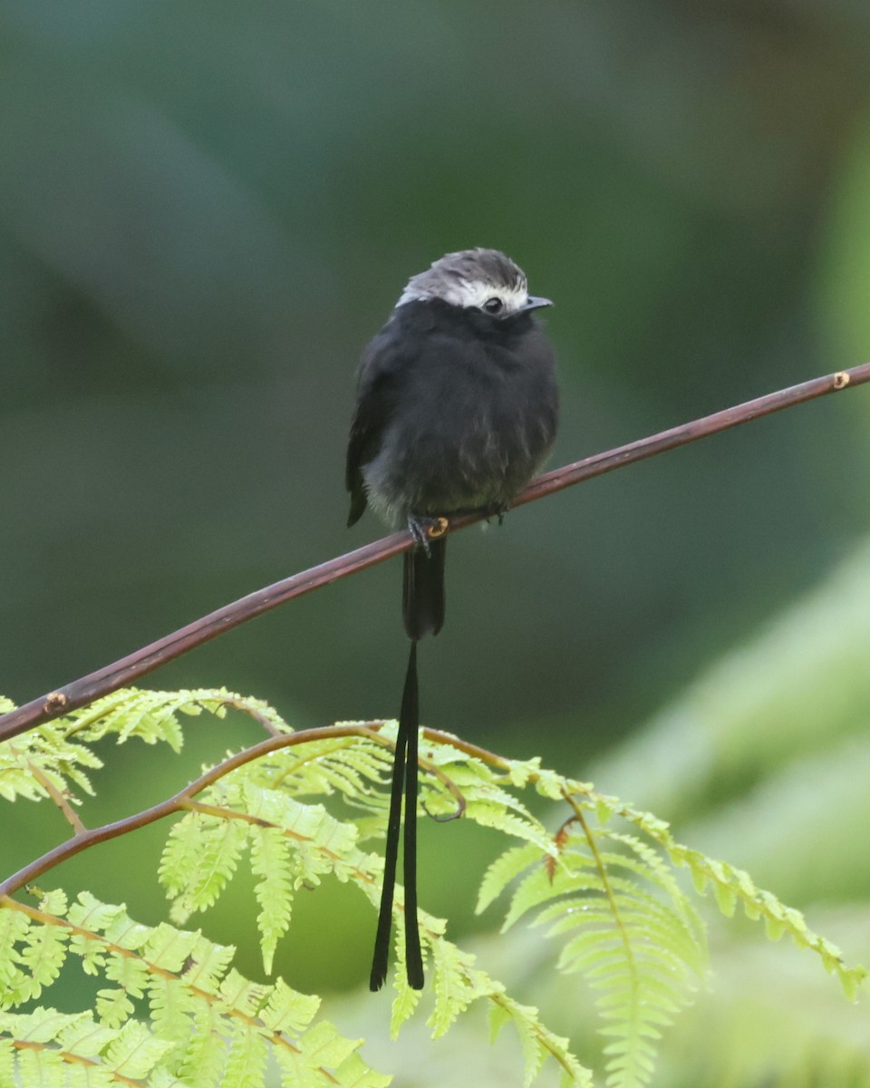 Long-tailed Tyrant - ML643394634