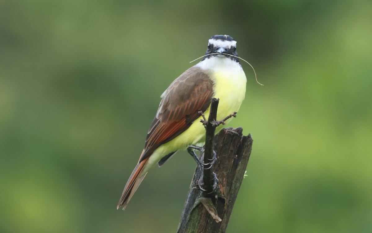 Great Kiskadee - ML643394641