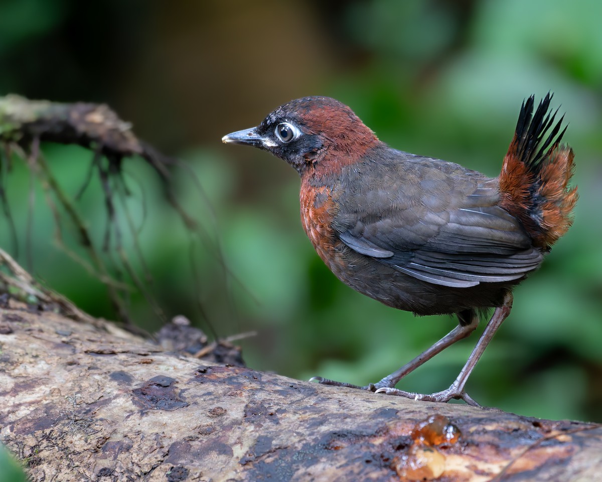 Rufous-breasted Antthrush - ML643394643