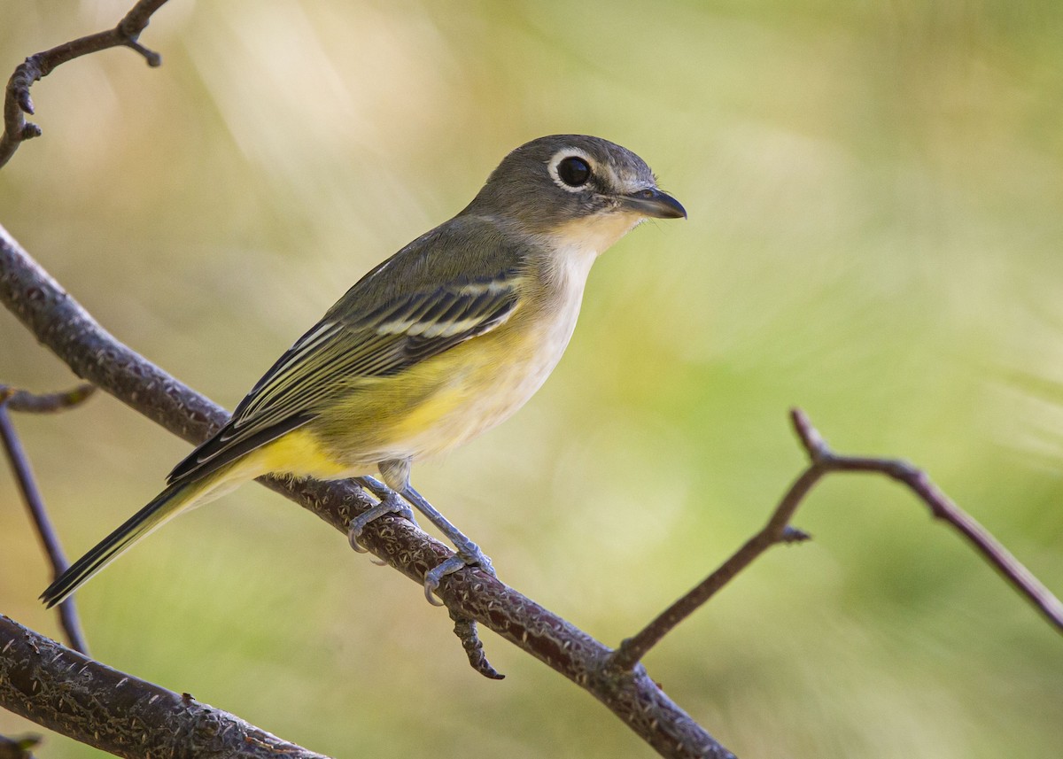 zelenáček brýlový - ML643394653