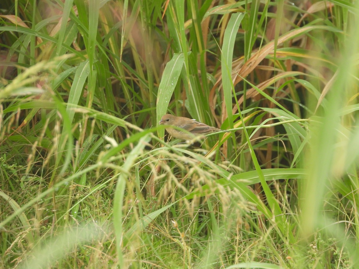 lazulispurv/indigospurv - ML643394656