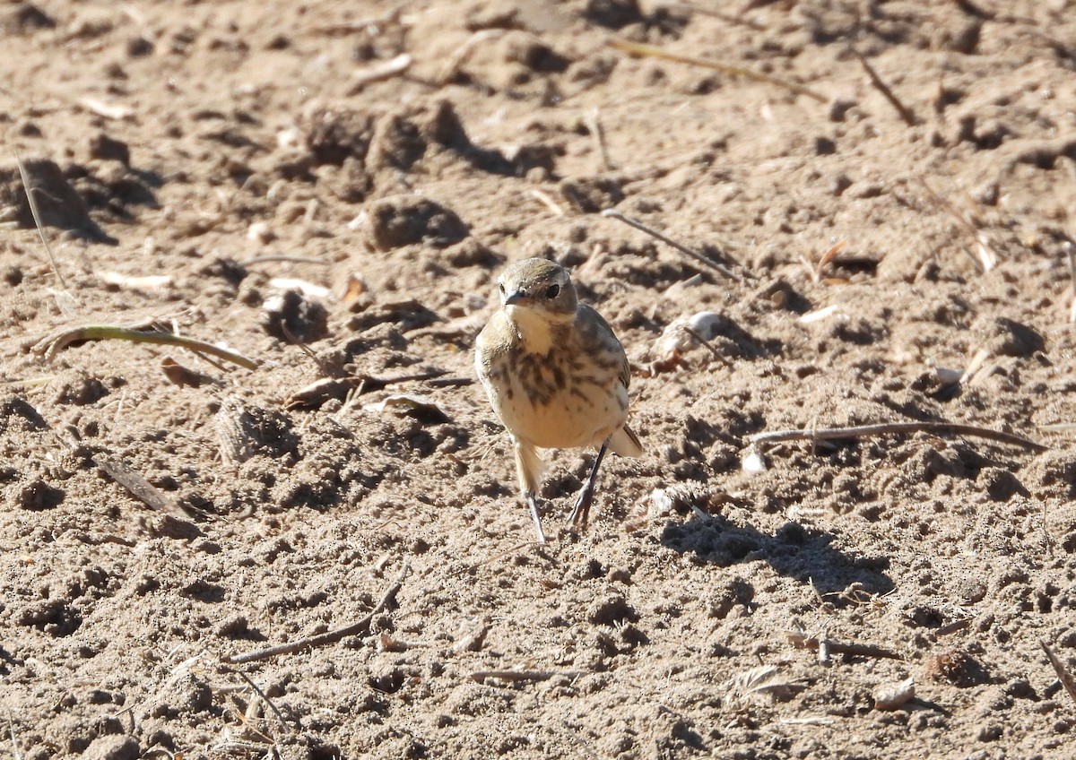 American Pipit - ML643394658