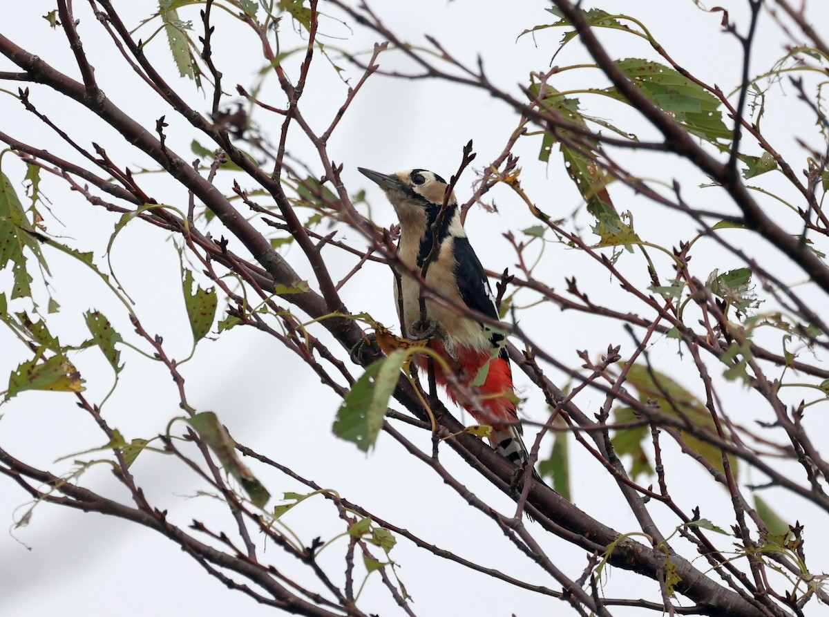 Great Spotted Woodpecker - ML643394661