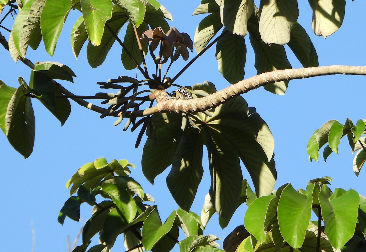 Red-crowned Woodpecker - ML643394662