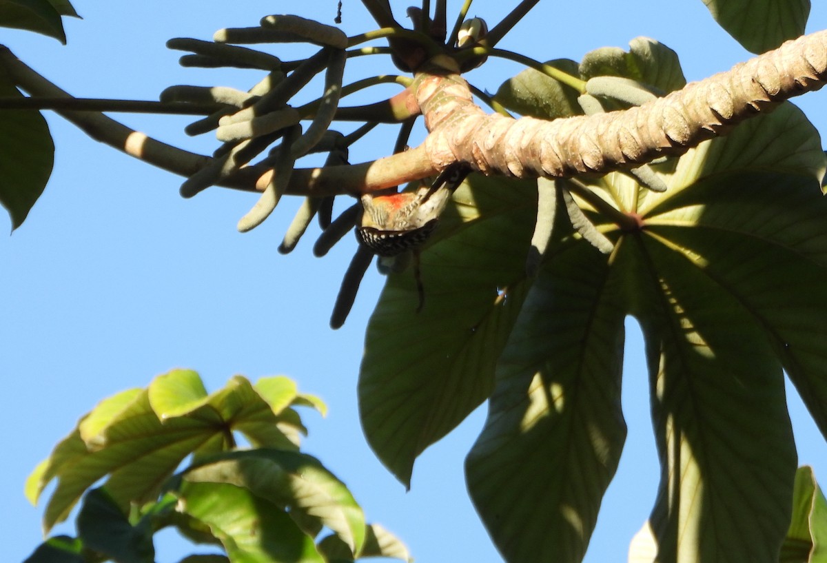 Red-crowned Woodpecker - ML643394665