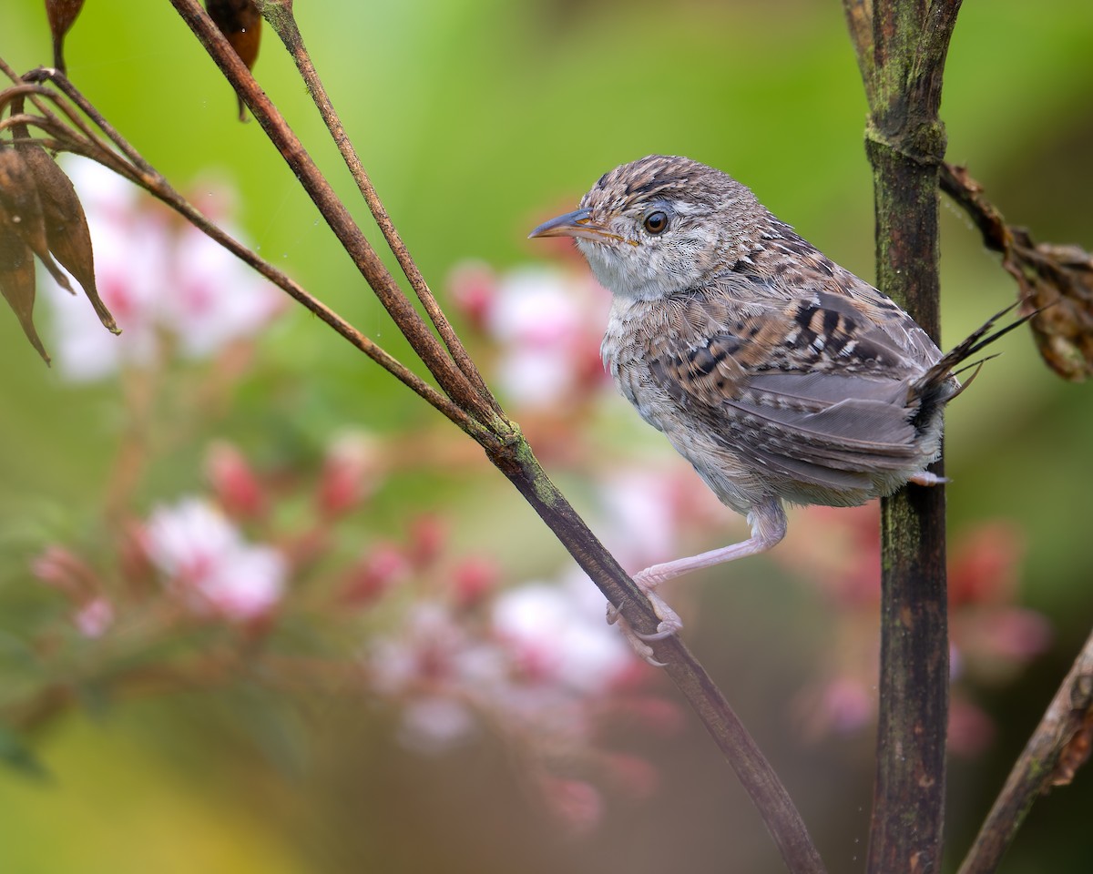 Grass Wren - ML643394667
