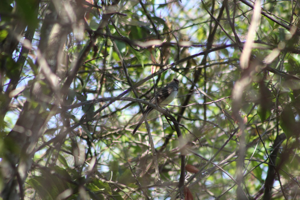 Myiarchus sp. - ML643394668
