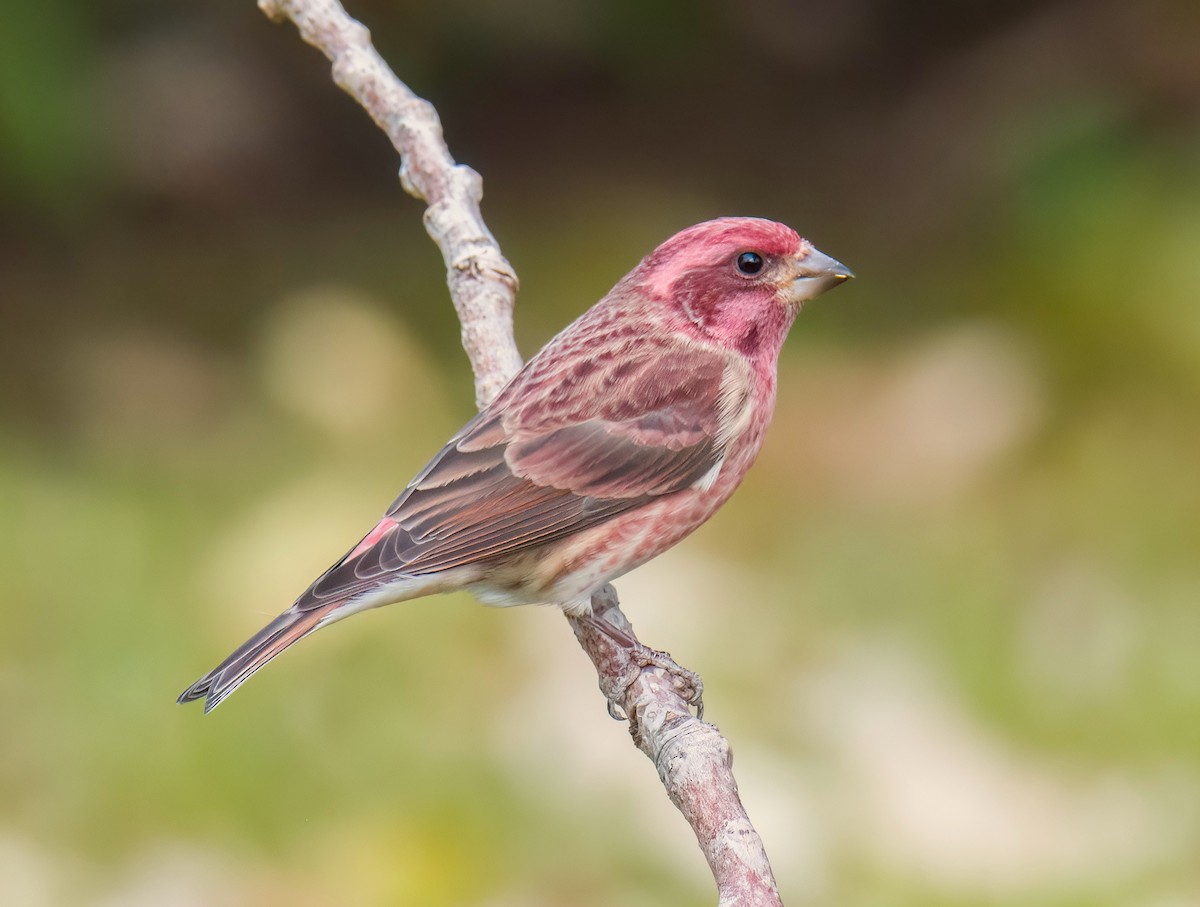 Purple Finch - ML643394672
