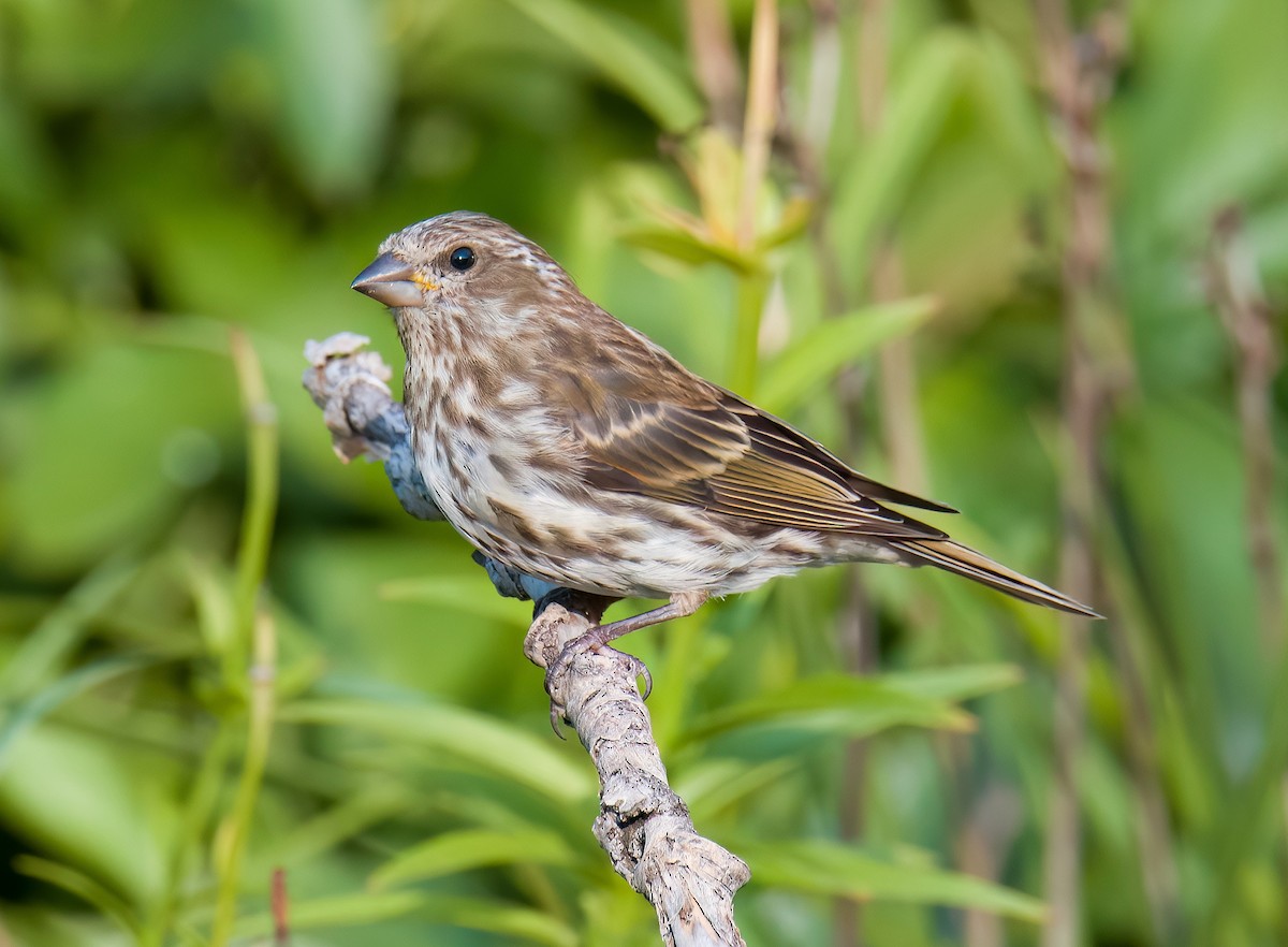 Purple Finch - ML643394673