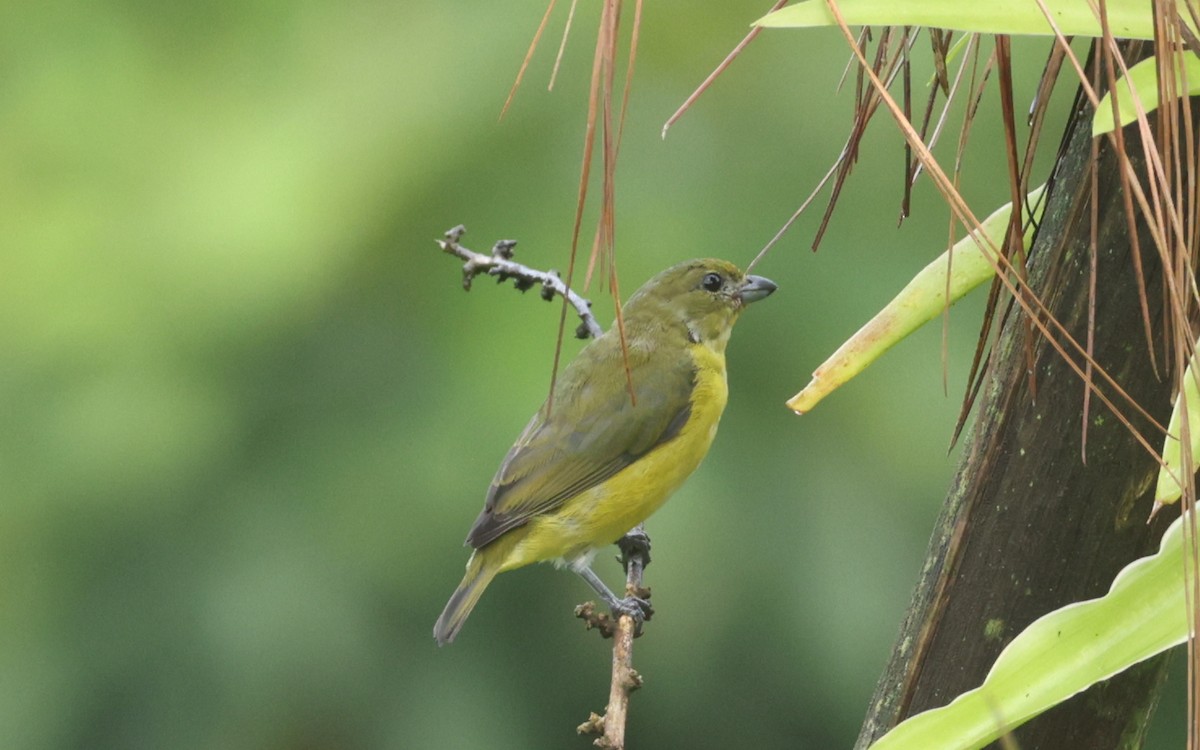 Yellow-throated Euphonia - ML643394678