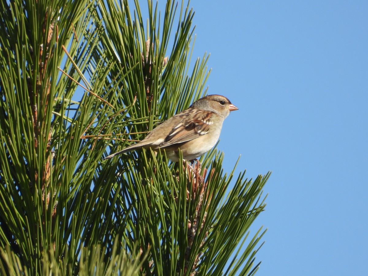 White-crowned Sparrow - ML643394679