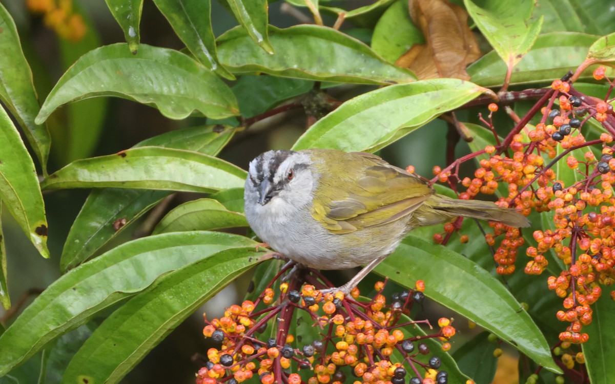 Black-striped Sparrow - ML643394691