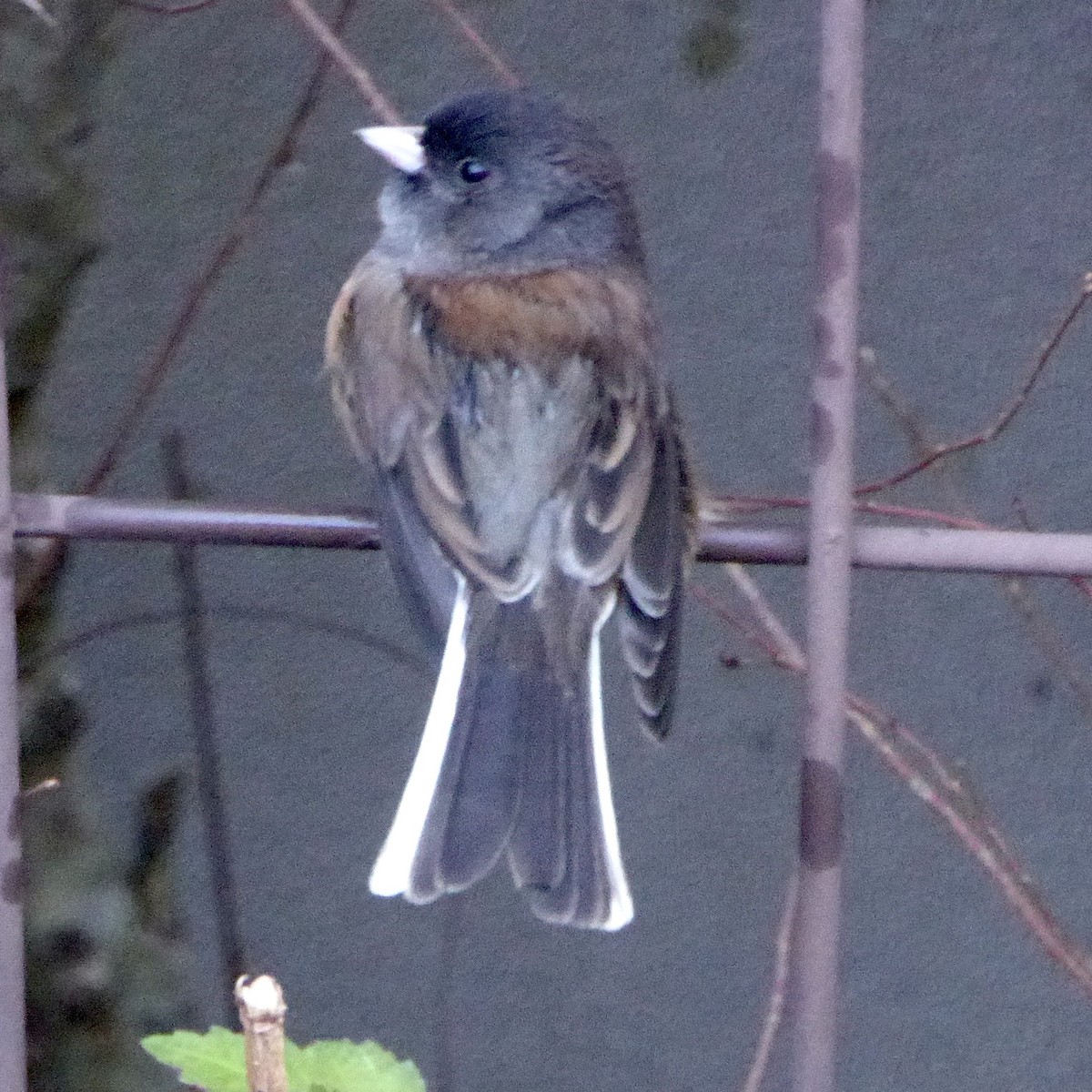 Dark-eyed Junco - ML643394714
