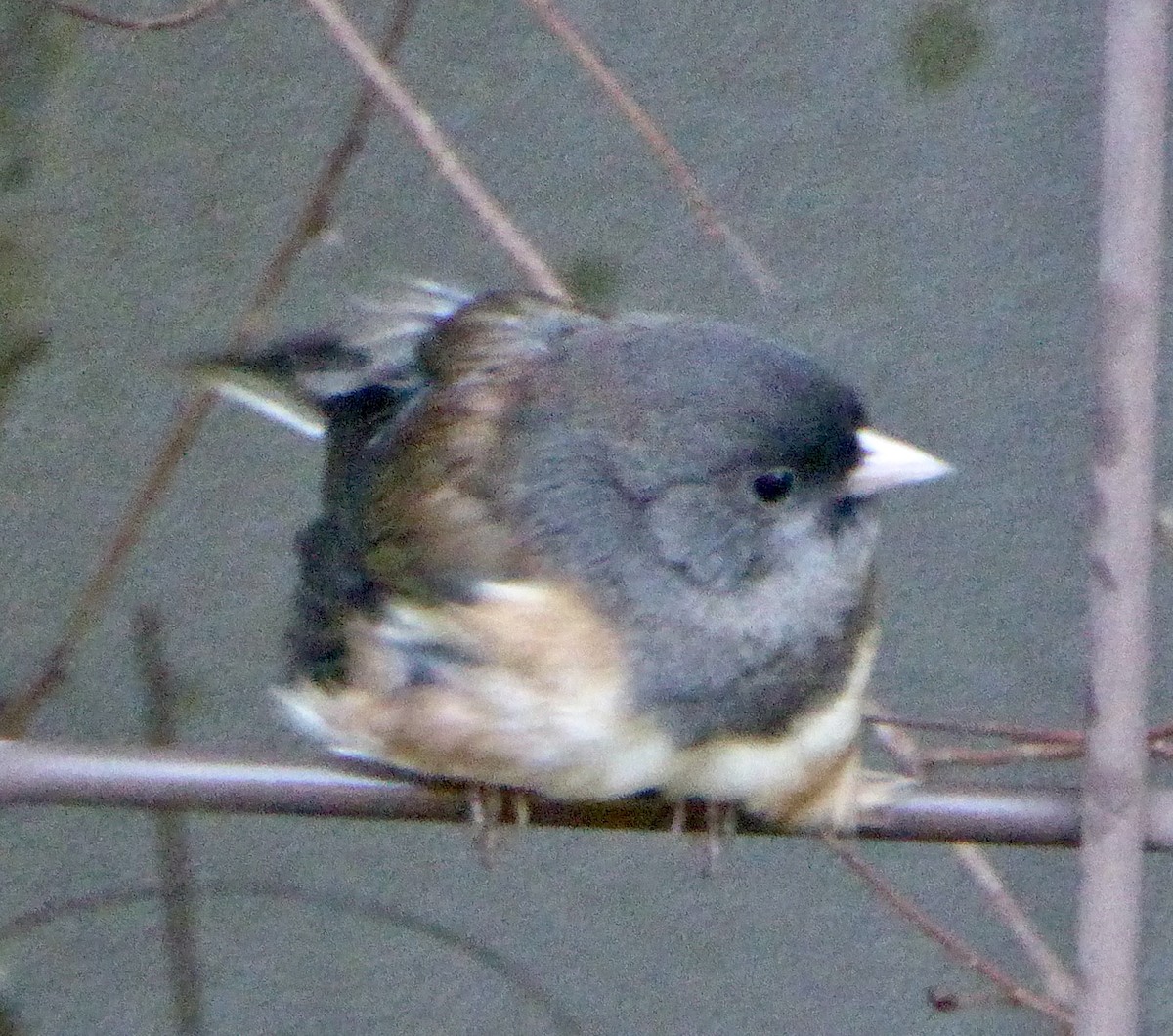 Dark-eyed Junco - ML643394715