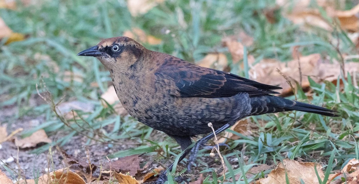 Rusty Blackbird - ML643394717