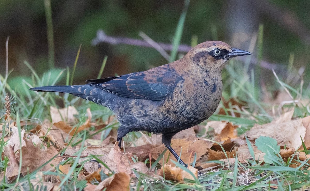 Rusty Blackbird - ML643394718