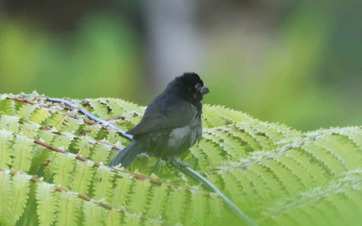 Variable Seedeater - ML643394721