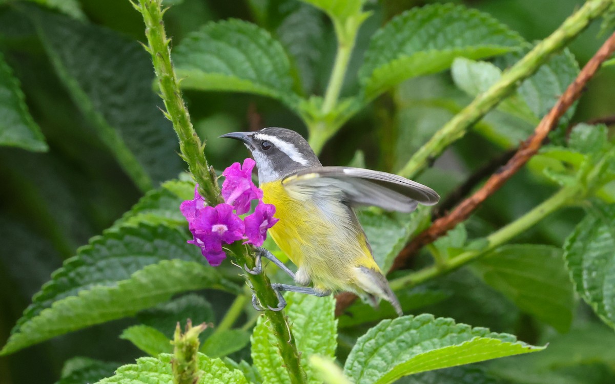 Bananaquit - ML643394741