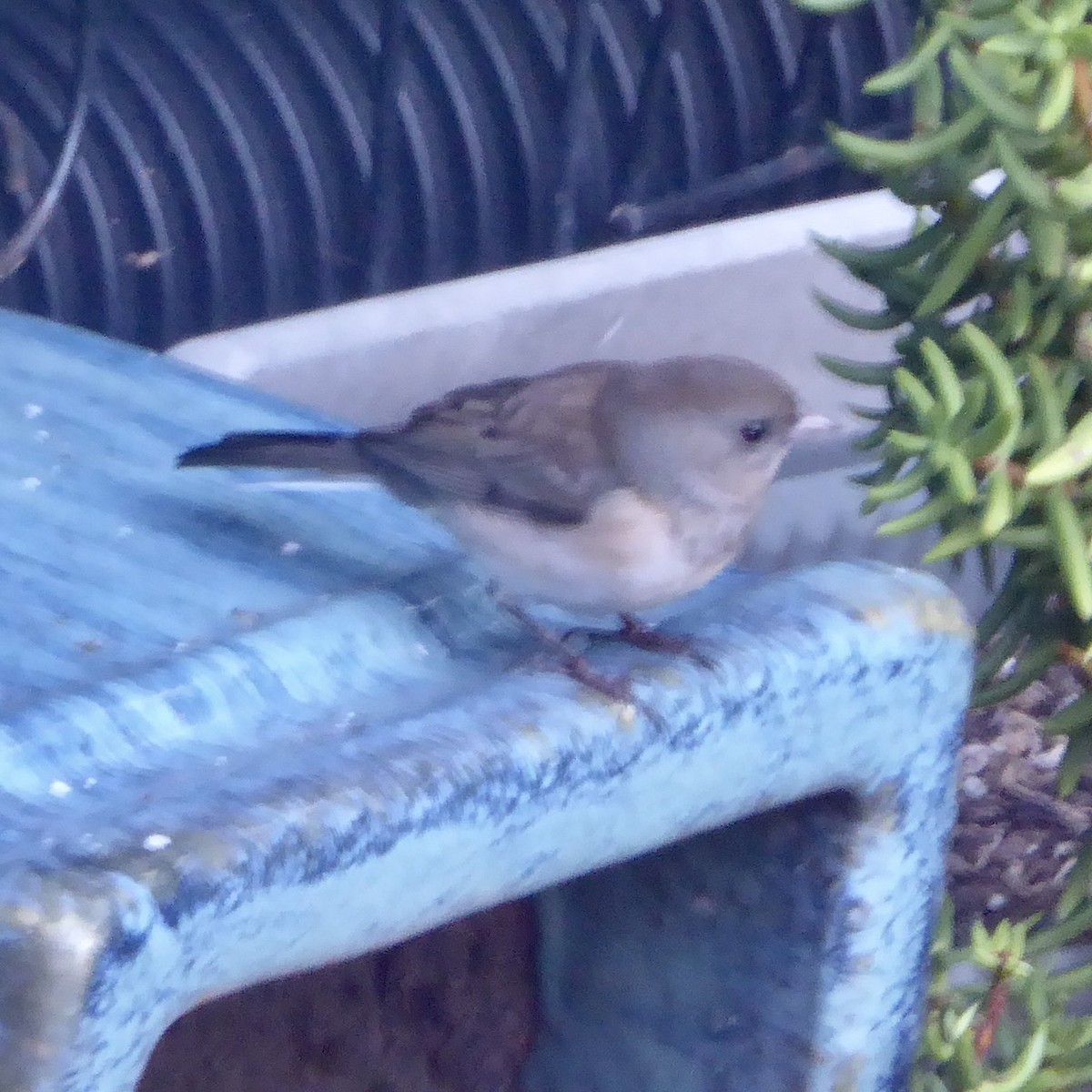 Dark-eyed Junco - ML643394744
