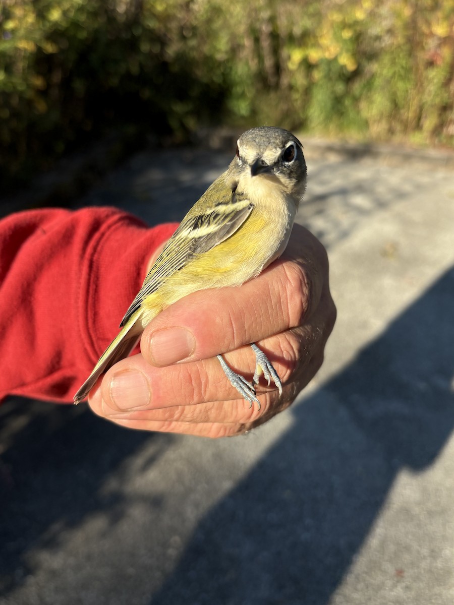 Blue-headed Vireo - ML643394751