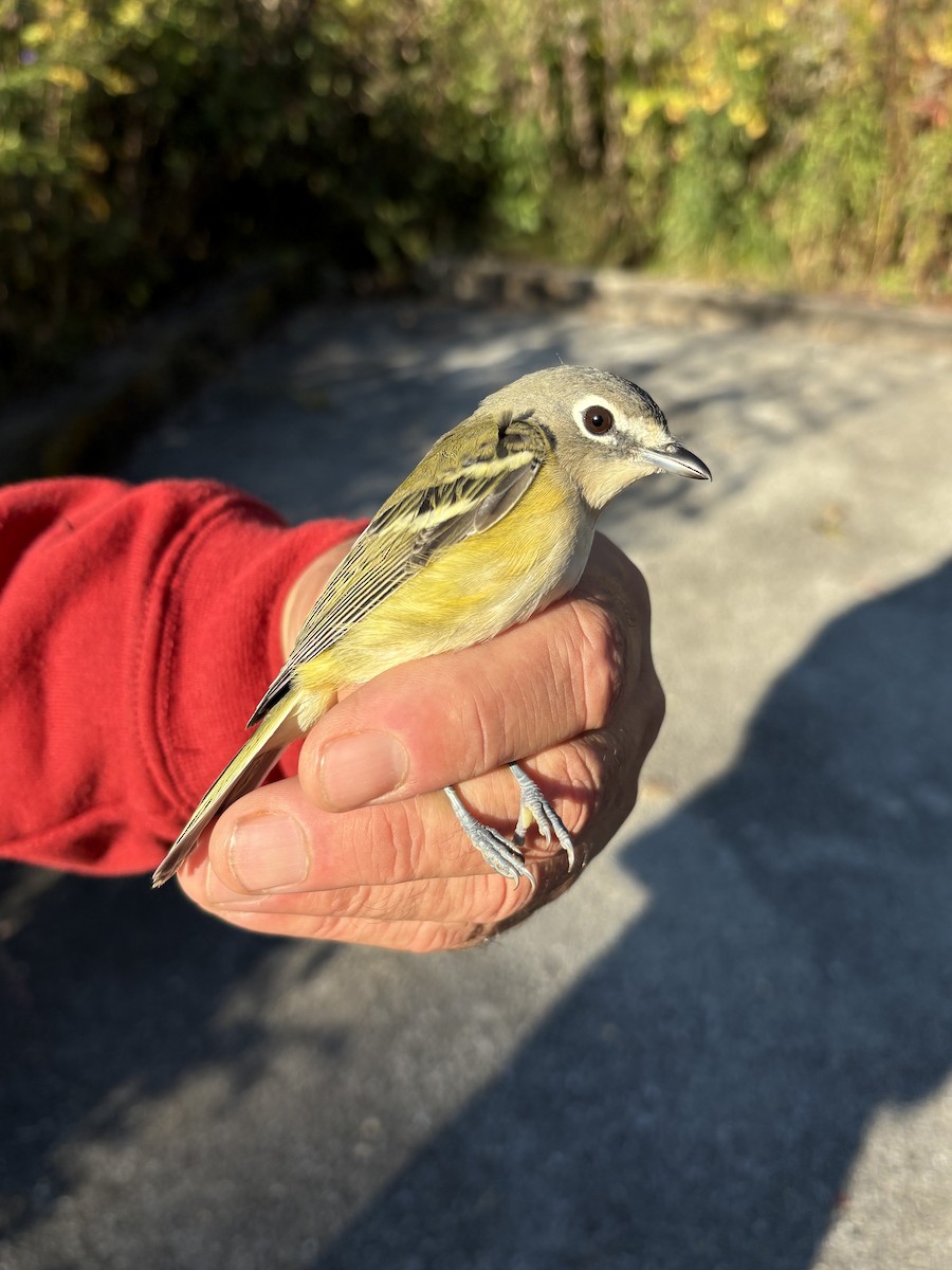 Blue-headed Vireo - ML643394752