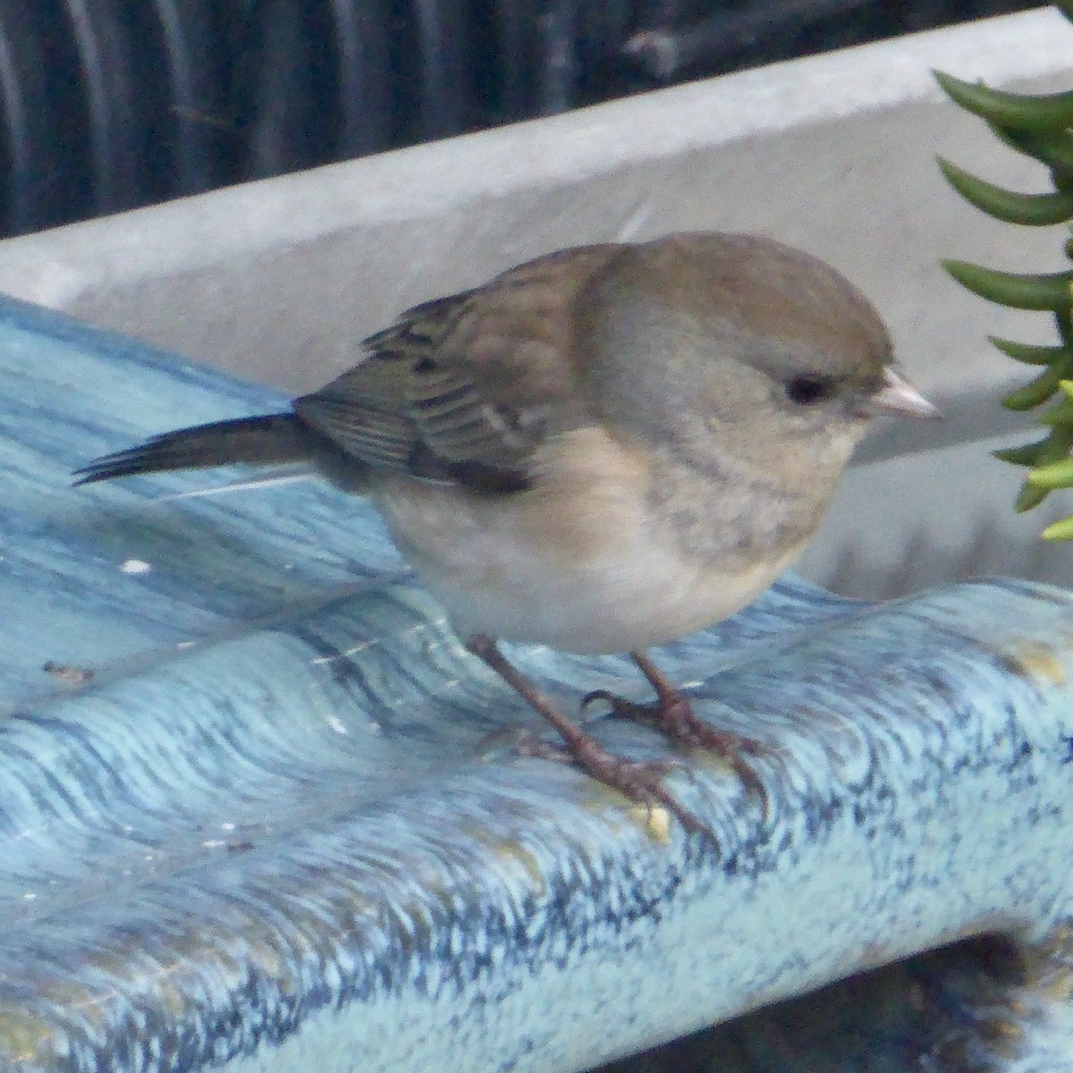 Dark-eyed Junco - ML643394754