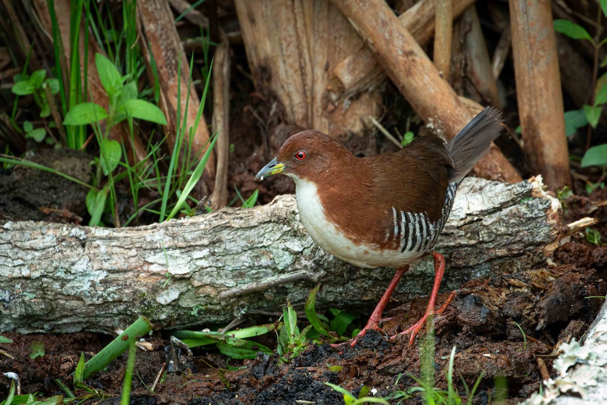 Red-and-white Crake - ML643394760