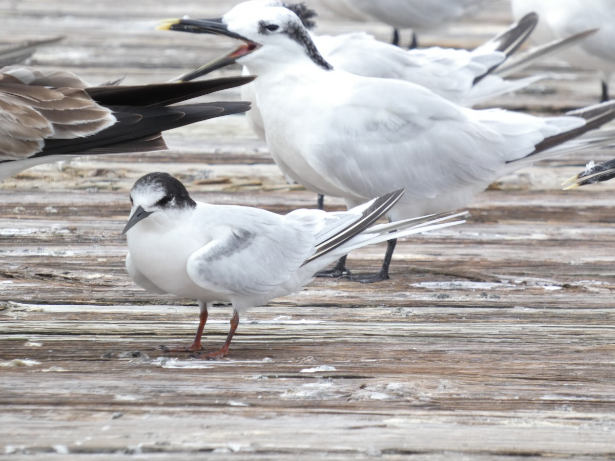 Roseate Tern - ML643394764