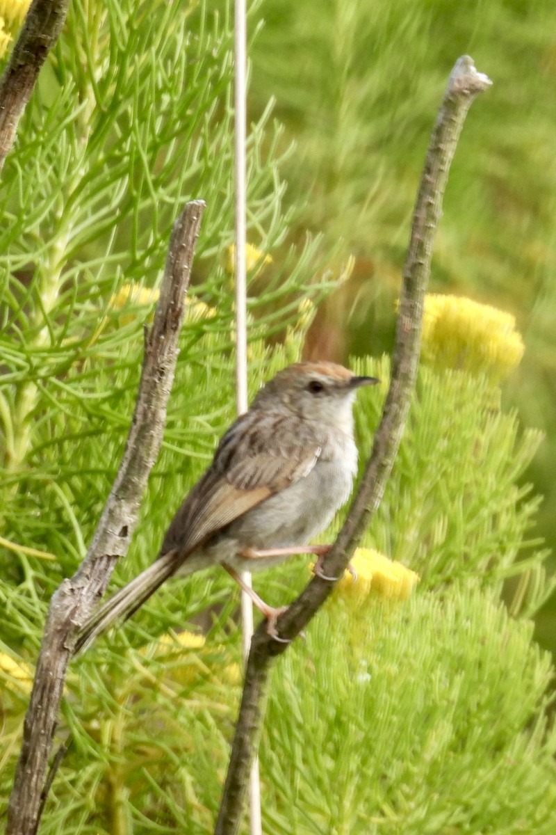 Gray-backed Cisticola - ML643394766