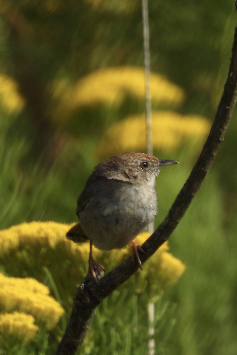 Gray-backed Cisticola - ML643394767
