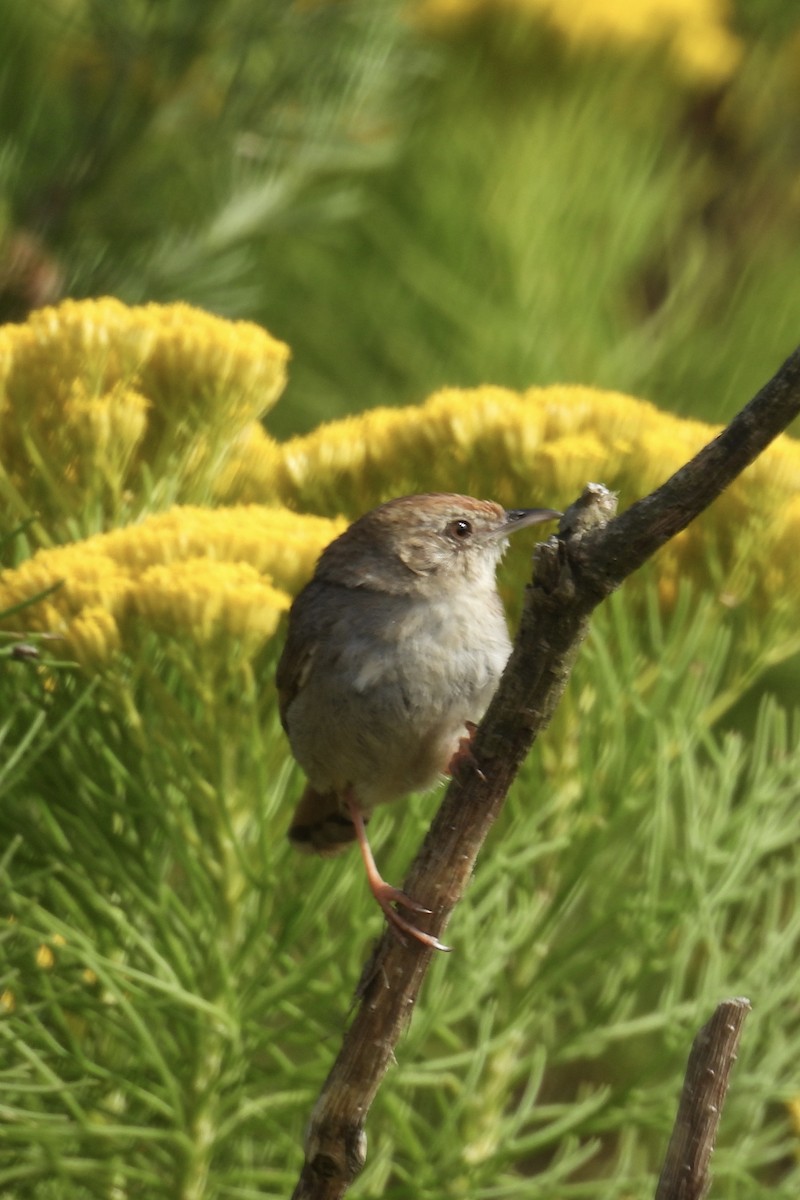 Gray-backed Cisticola - ML643394768