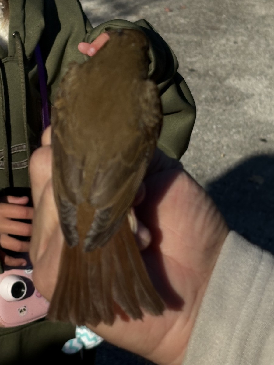 Hermit Thrush - ML643394769