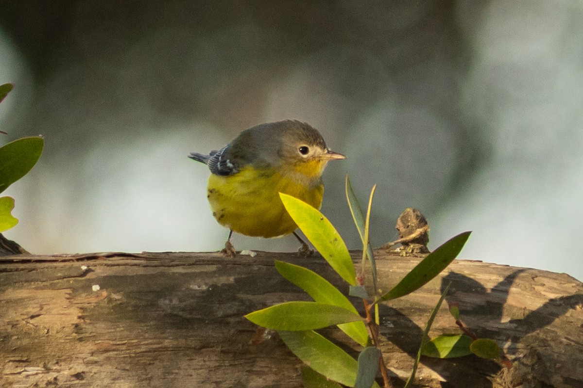 Magnolia Warbler - ML643394777