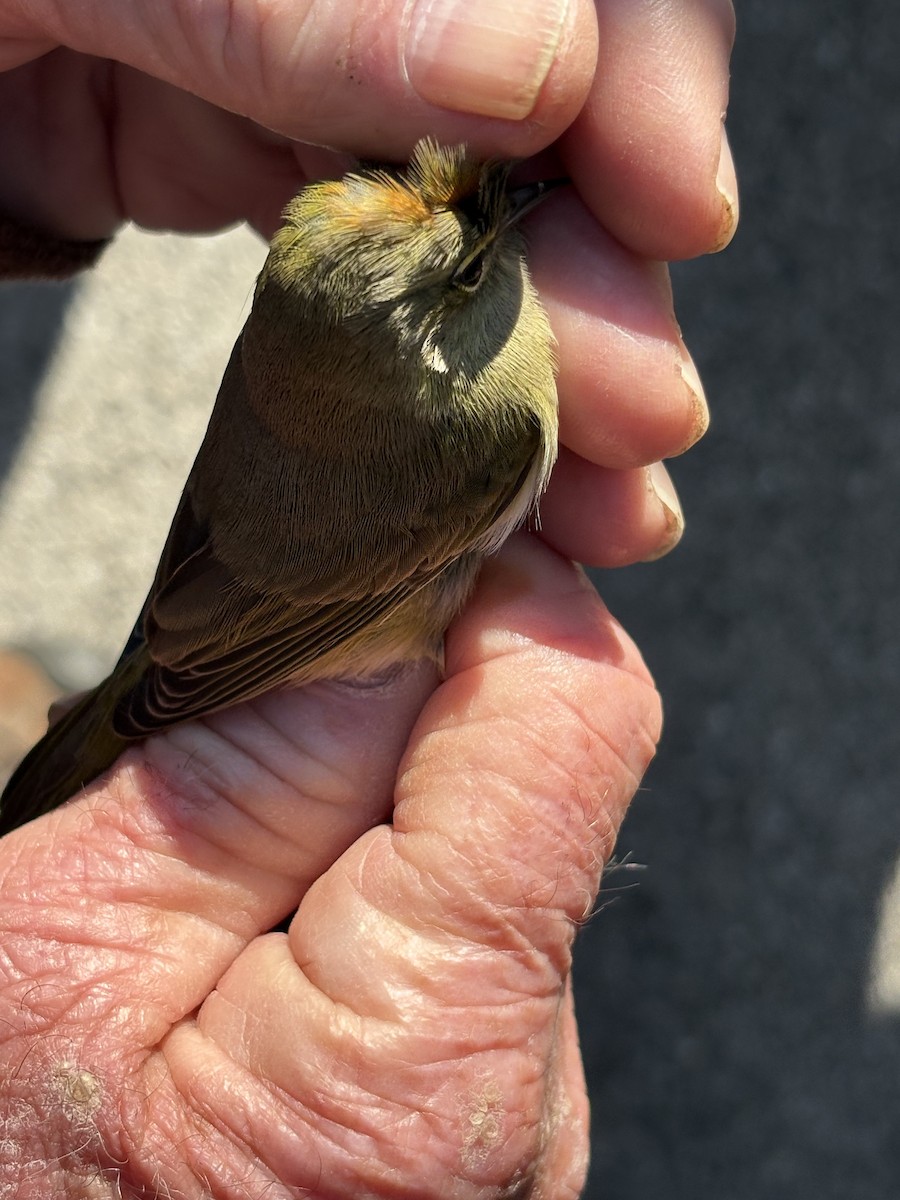 Orange-crowned Warbler - ML643394780