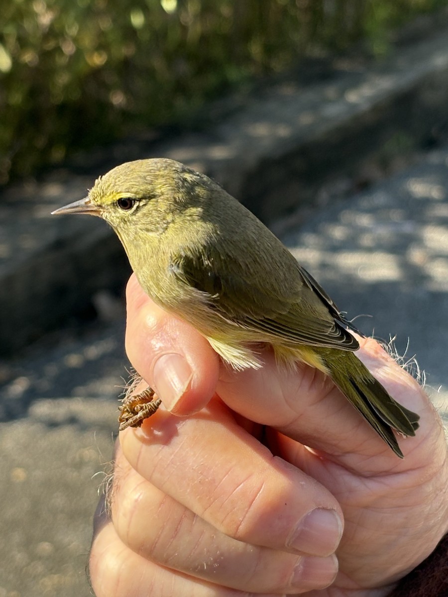 Orange-crowned Warbler - ML643394781