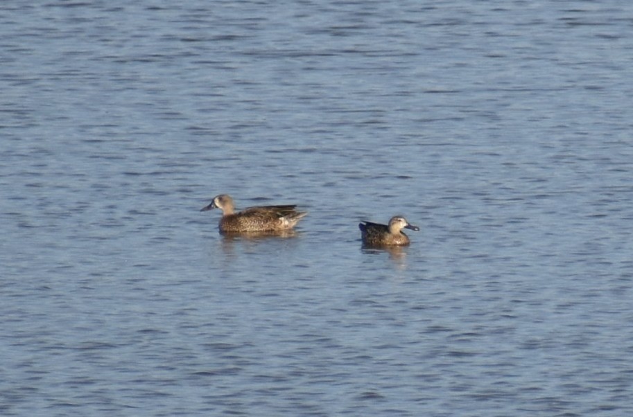 Blue-winged Teal - ML643394787