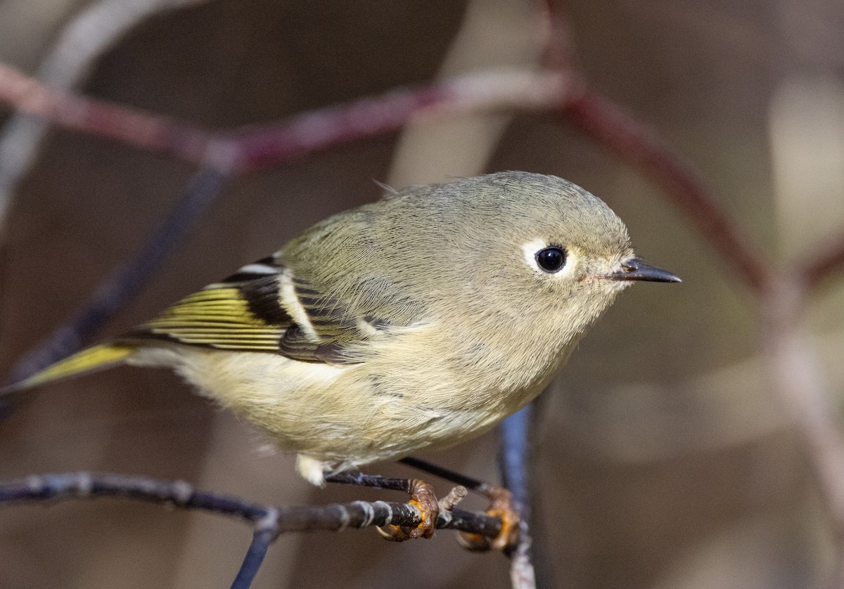Ruby-crowned Kinglet - ML643394788
