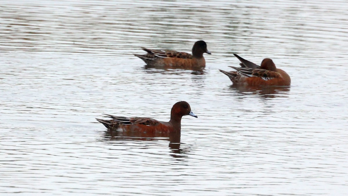 Eurasian Wigeon - ML643394791