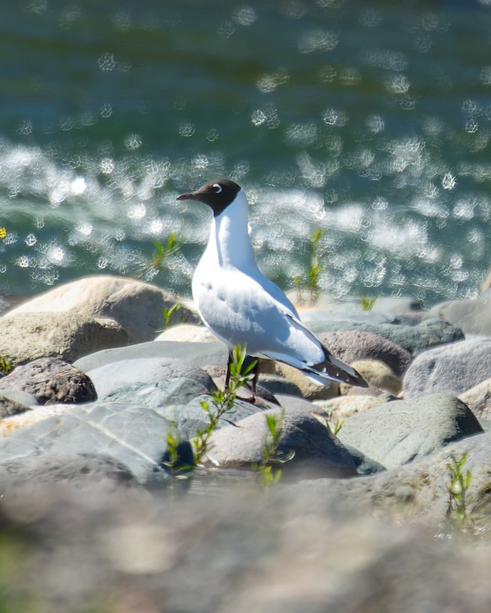 Mouette des Andes - ML643394792