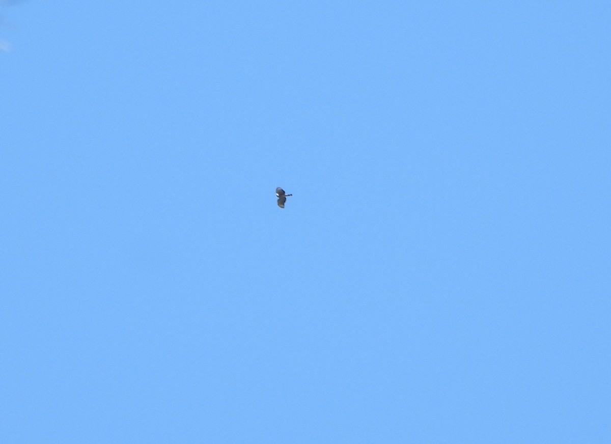 Hook-billed Kite - ML643394797